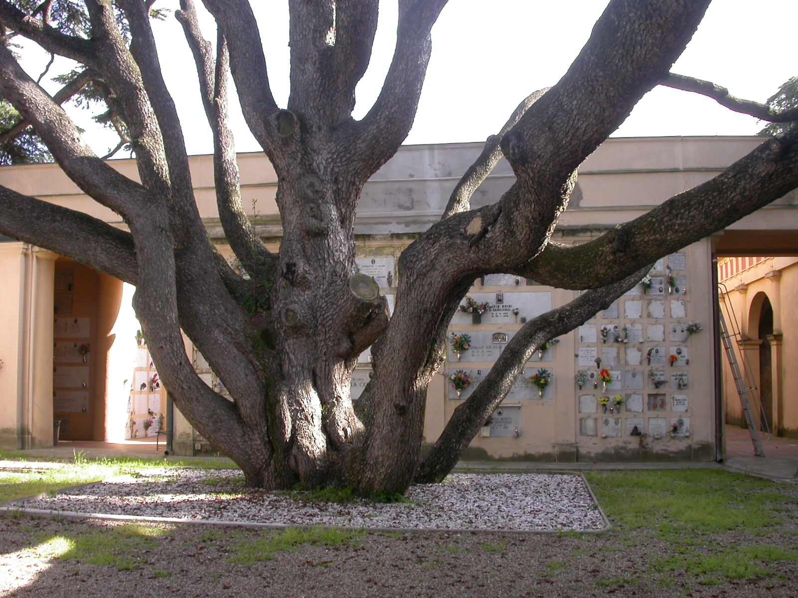 TG Cimitero Piratello 2 - Imola BO